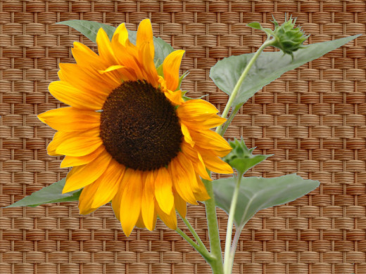 429112 (a): :1600x1200